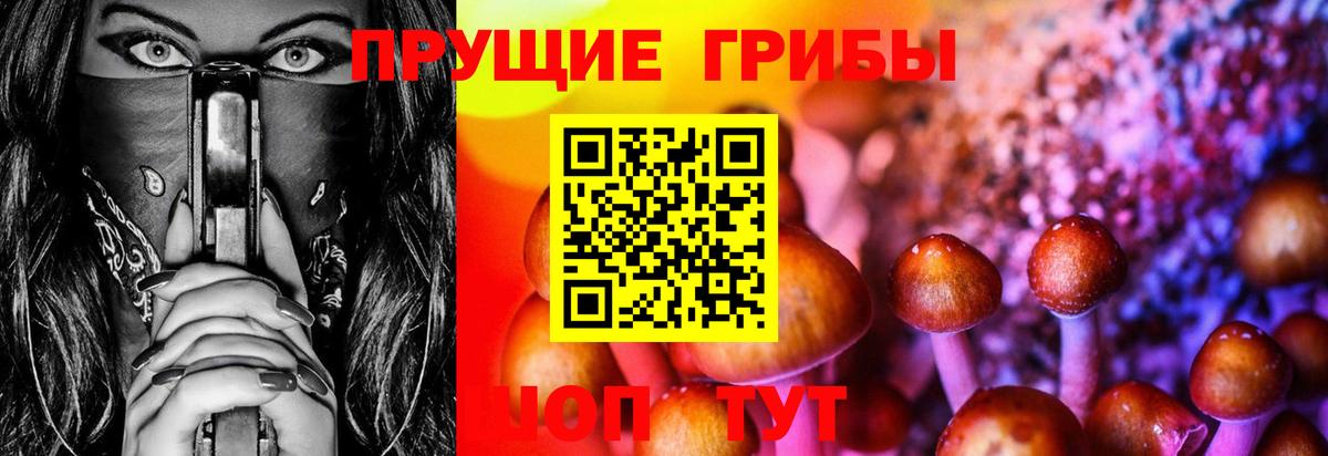 Александров  Галлюциногенные грибы Psilocybine cubensis  Вход с VPN 